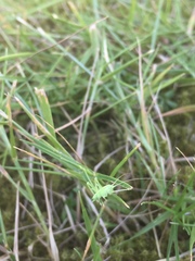 Meconema