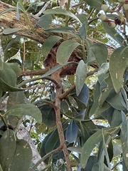 Psittacanthus acinarius