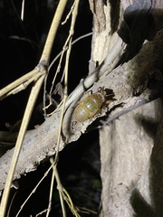 Hyalessa maculaticollis