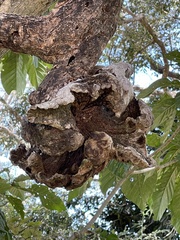 Psittacanthus acinarius