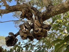 Psittacanthus acinarius