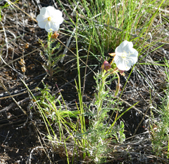 Oenothera nuttallii