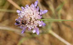 Physocephala vittata