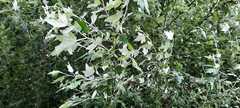 Populus alba