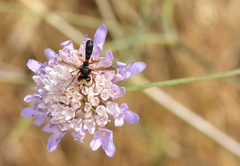 Physocephala vittata