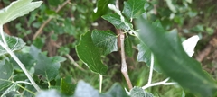 Populus alba