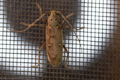 Eburia mutica