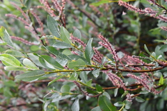 Salix saxatilis