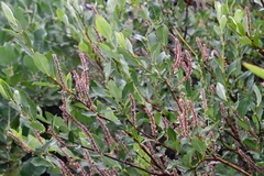 Salix saxatilis
