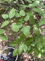 Carpinus turczaninovii