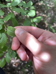 Carpinus turczaninovii