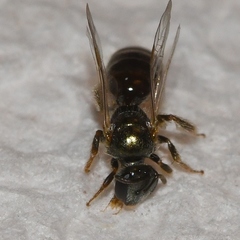 Lasioglossum illinoense