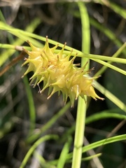 Carex bullata