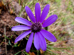 Senecio macrocephalus