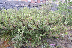 Salix saxatilis