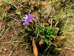 Senecio macrocephalus