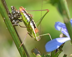 Poecilimon macedonicus