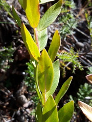 Stellera chamaejasme