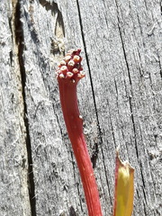 Stellera chamaejasme