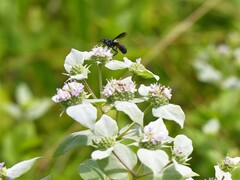 Cylindromyia bicolor