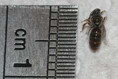 Lasioglossum illinoense