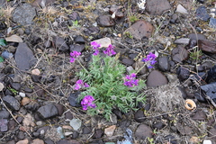 Oxytropis arctica taimyrensis