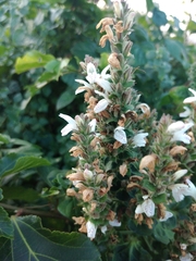 Isoglossa woodii