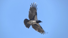 Corvus cornix