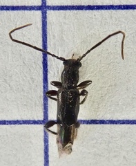 Nathrius brevipennis
