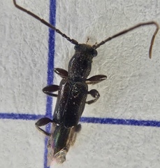 Nathrius brevipennis