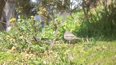 Phoenicurus ochruros