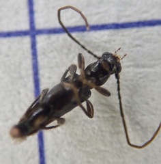 Nathrius brevipennis