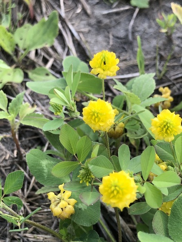 Trifolium campestre