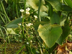 Sagittaria montevidensis