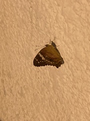 Anartia amathea