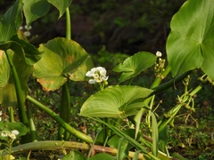 Sagittaria montevidensis