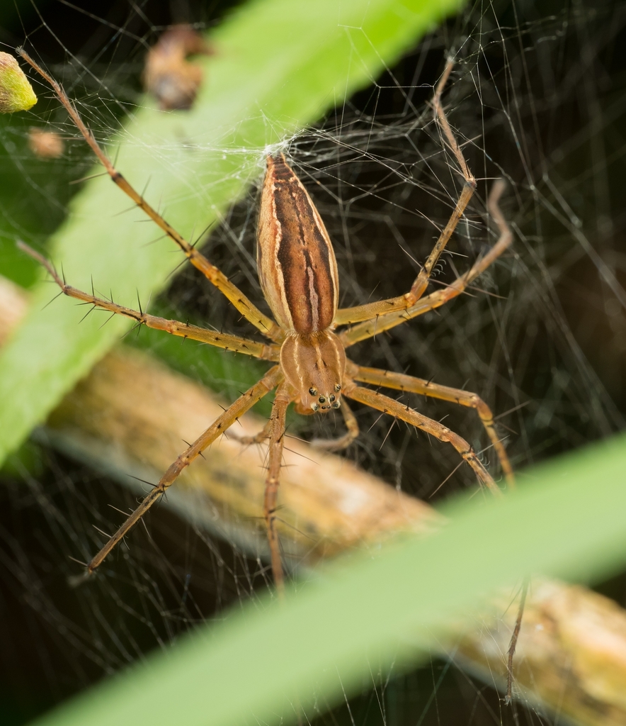 Polyboea zonaformis