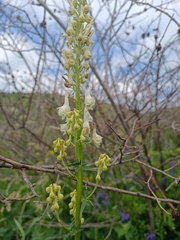 Aconitum orientale