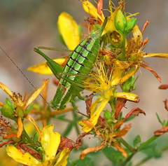 Poecilimon macedonicus