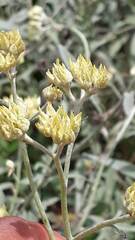 Achyrocline saturejoides