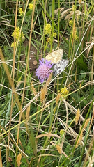 Melanargia galathea
