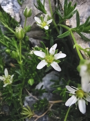 Arenaria ciliata