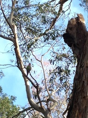 Polytelis alexandrae