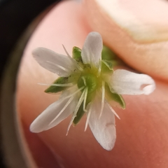 Arenaria ciliata