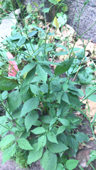 Cryptotaenia canadensis