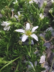 Arenaria ciliata