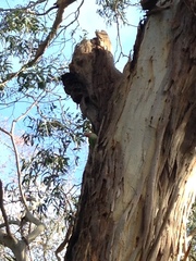 Polytelis alexandrae