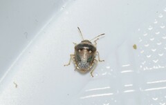 Stagonomus bipunctatus