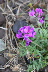 Oxytropis arctica taimyrensis