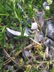 Arenaria ciliata